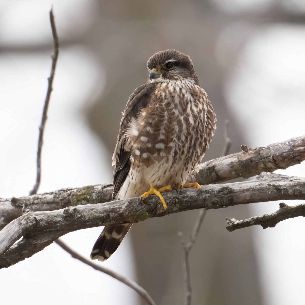 Belatz txikia - ML652677641