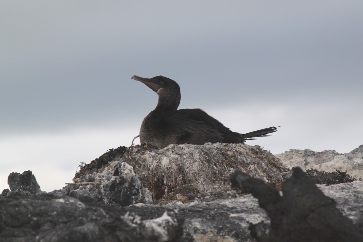 Flightless Cormorant - ML652677652