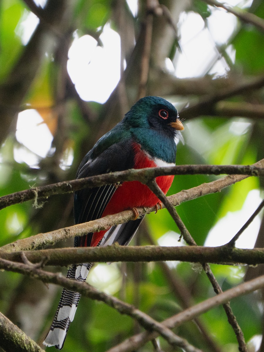 Masked Trogon - ML652677875