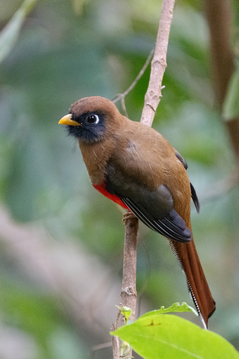 Masked Trogon - ML652677877