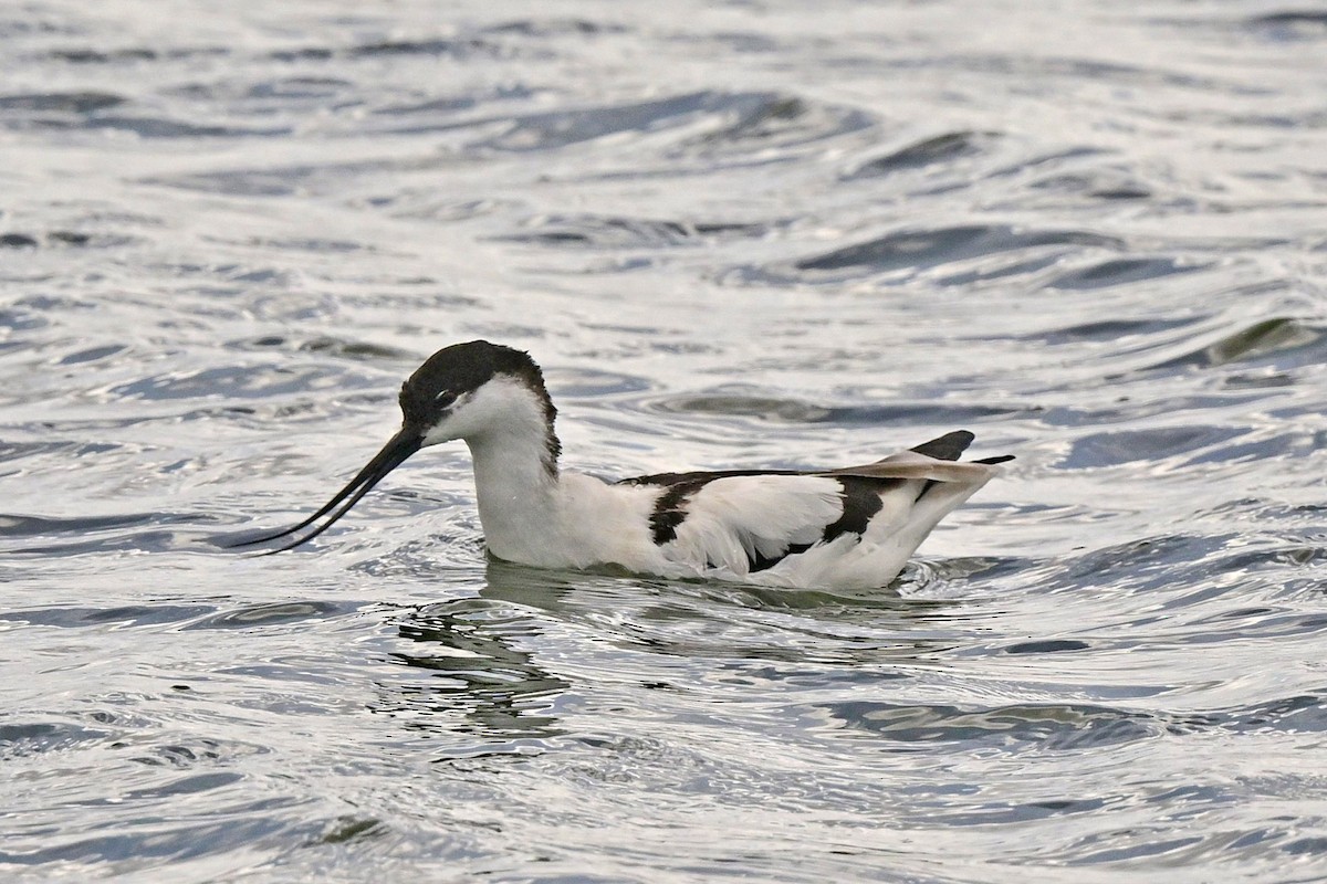 Шилоклювка - ML652678070