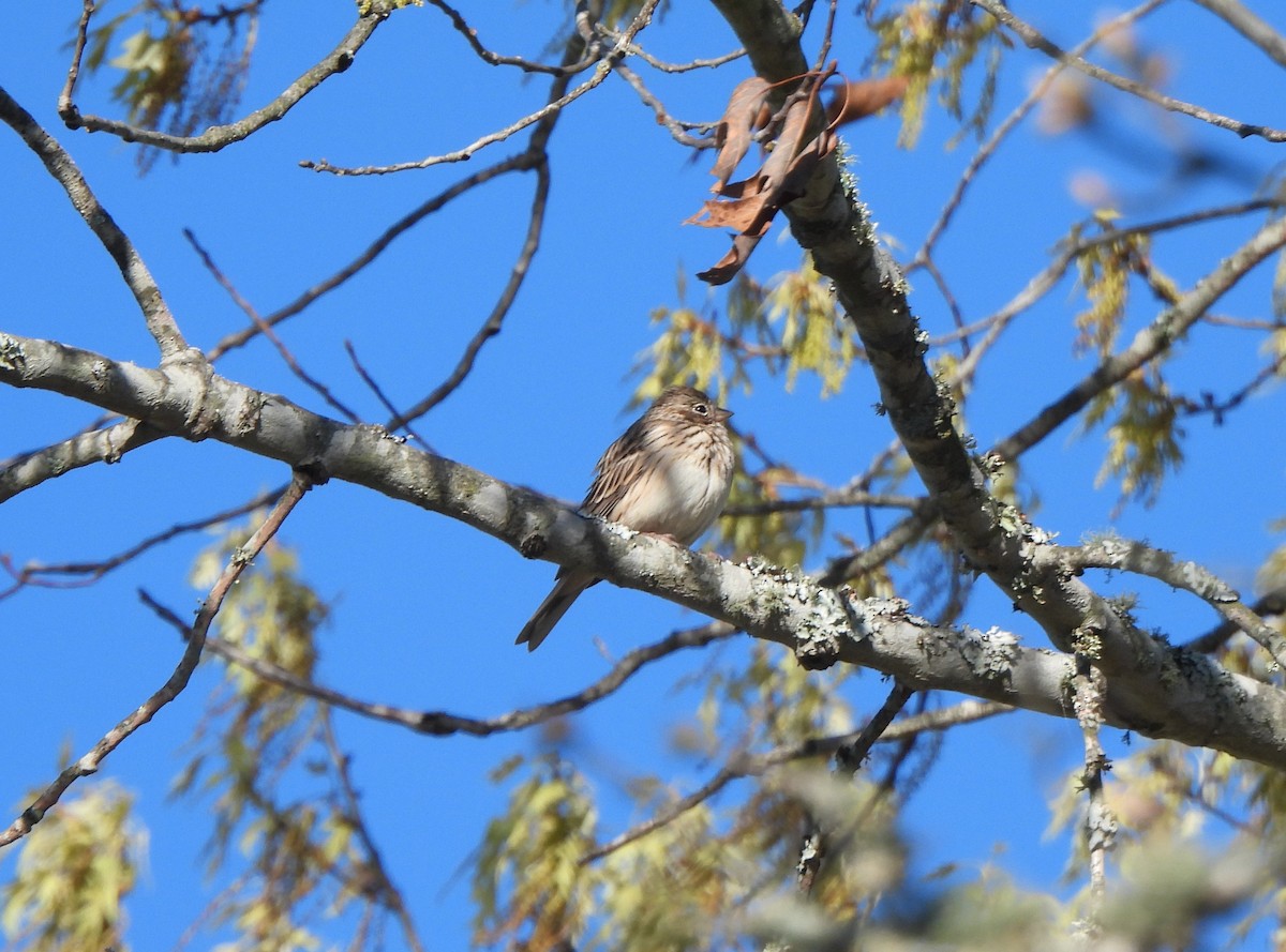 Vesper Sparrow - ML652678083