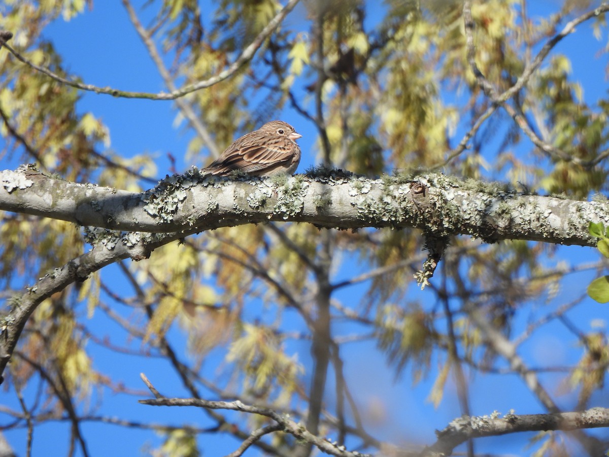 Vesper Sparrow - ML652678084