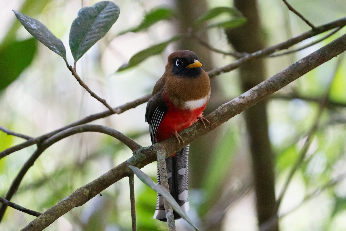 Masked Trogon - ML652678130