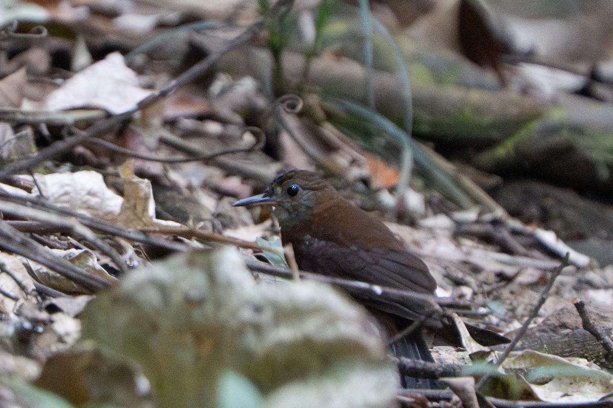 Gray-throated Leaftosser - ML652678158