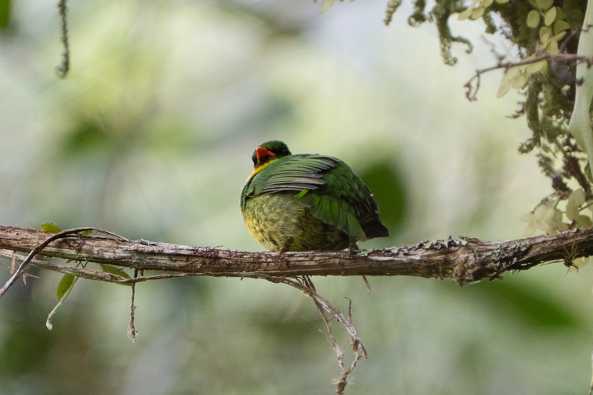 Golden-breasted Fruiteater - ML652678167