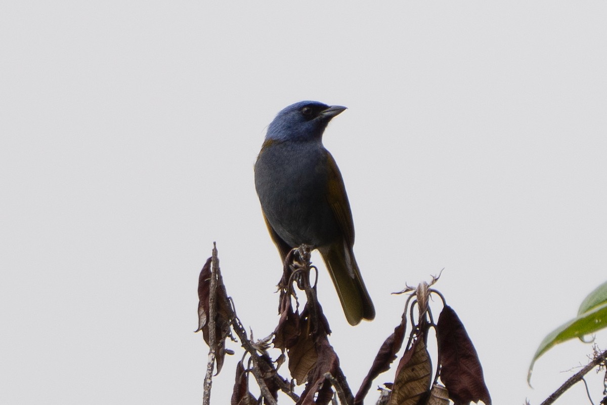 Blue-capped Tanager - ML652678189