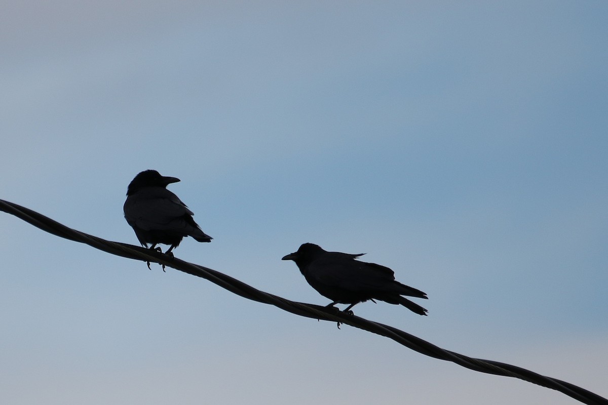 Fish Crow - ML652678252