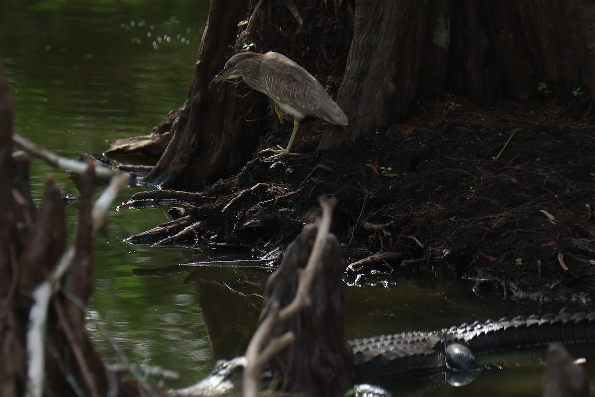 Ногоовор зашин - ML652678325