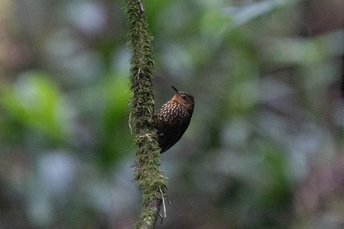 Spotted Barbtail - ML652678403