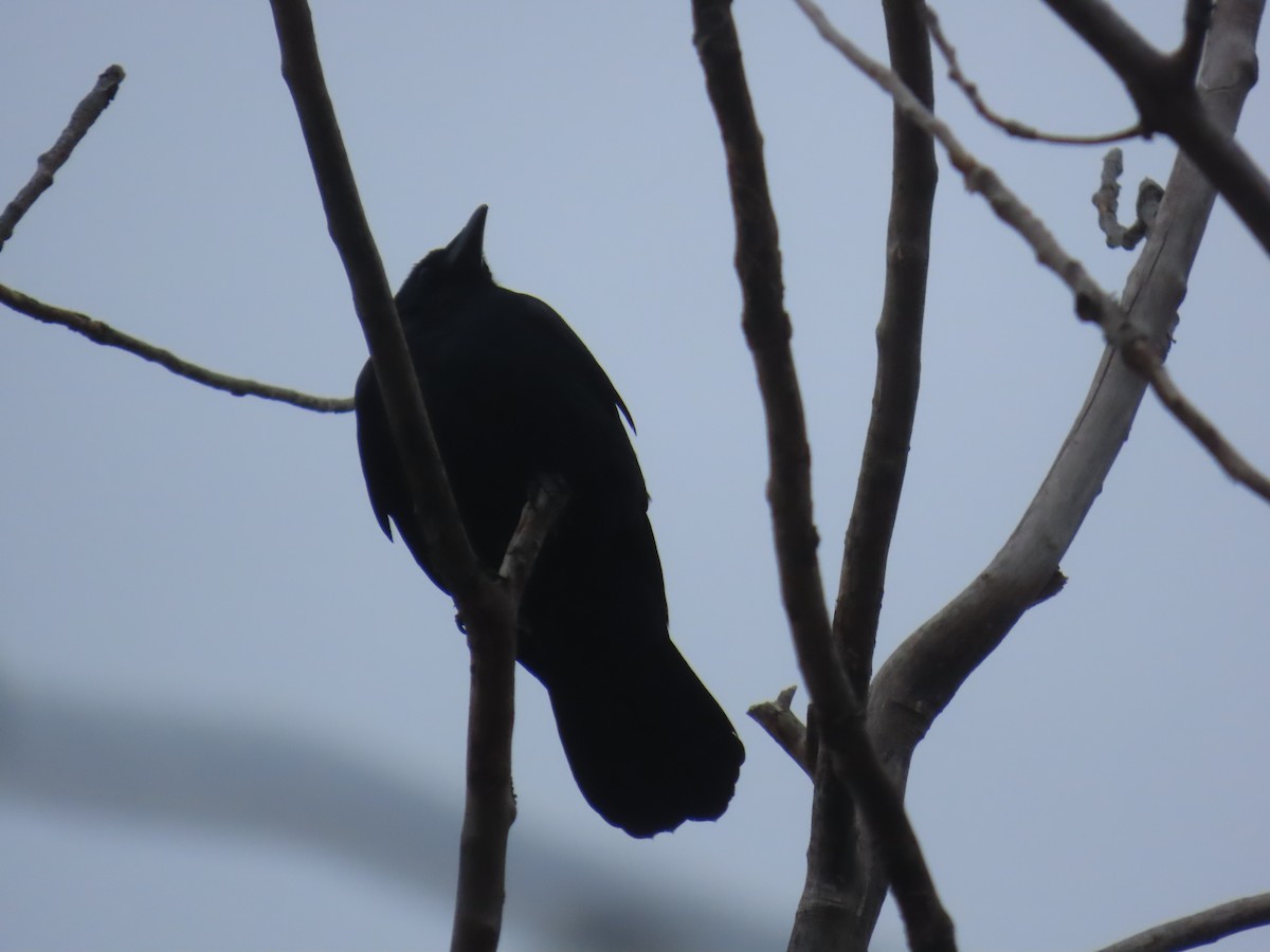 Fish Crow - ML652678434