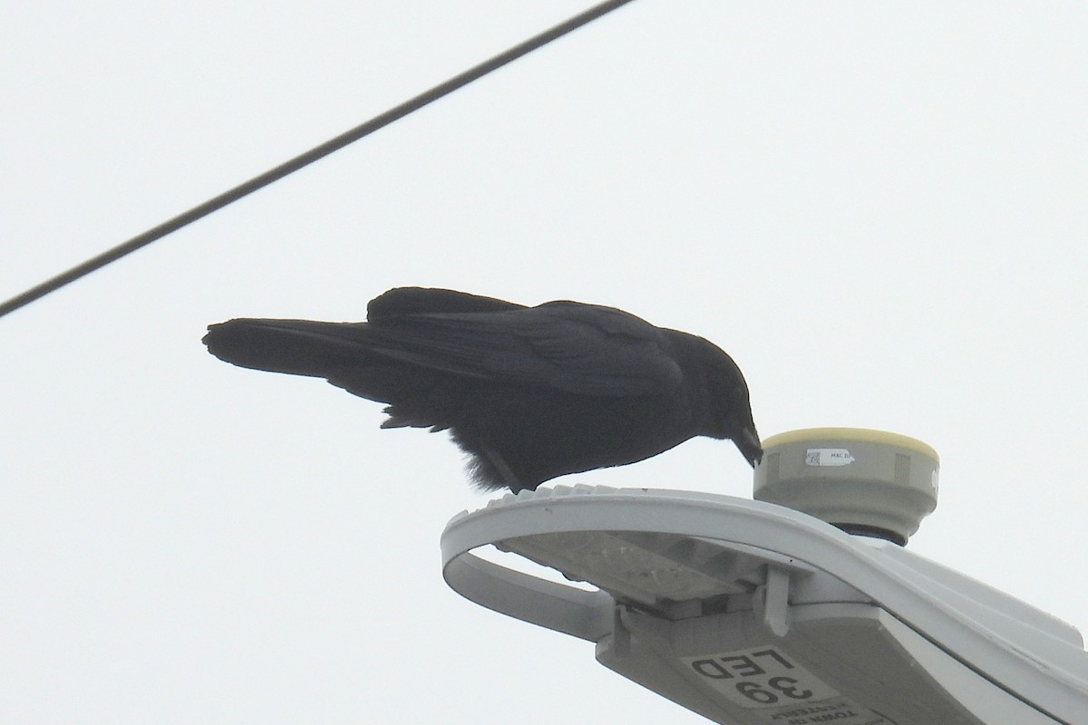 Fish Crow - ML652678938