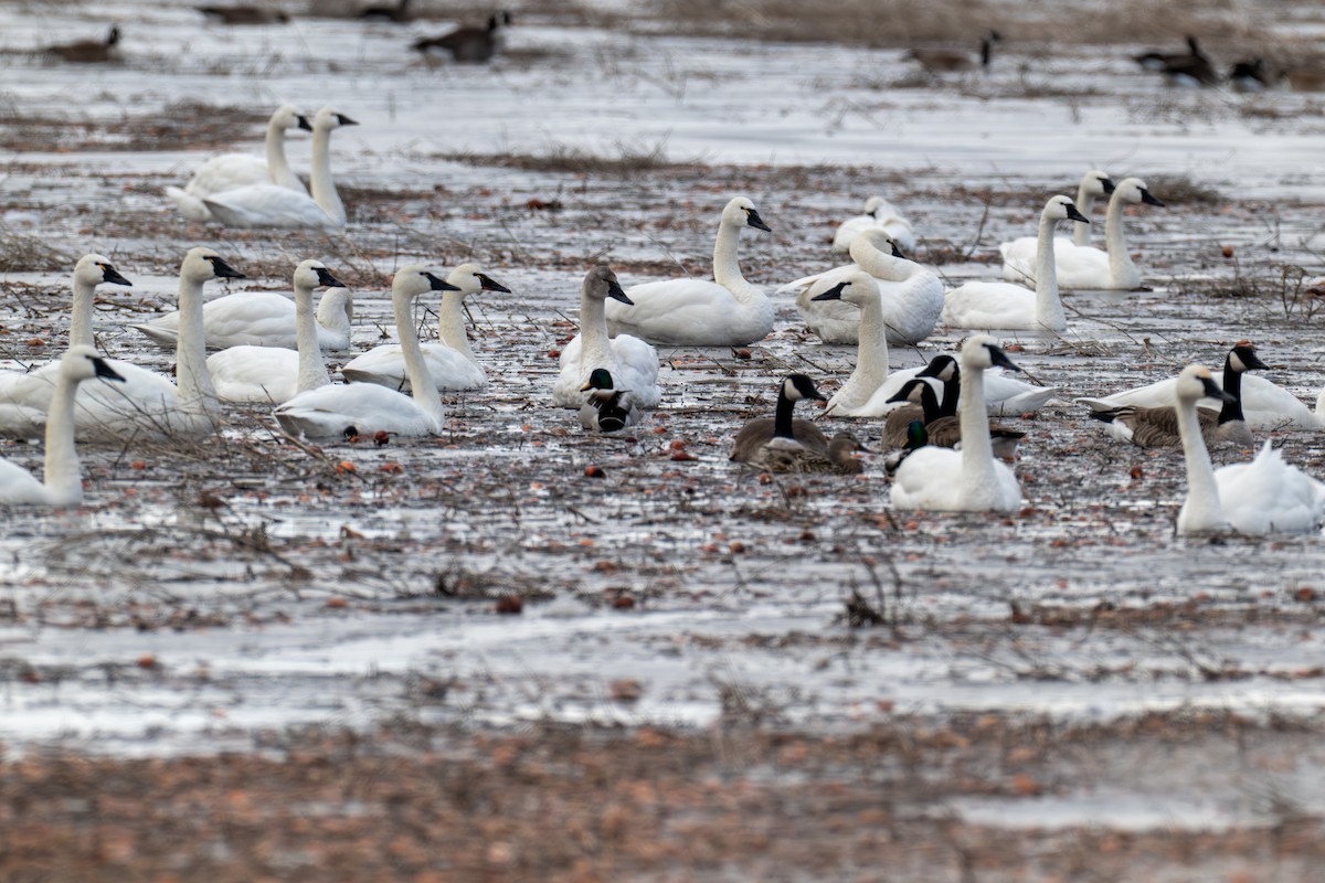 ברבור קטן - ML652678940
