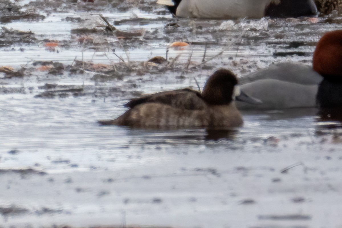 צולל ימי - ML652678946