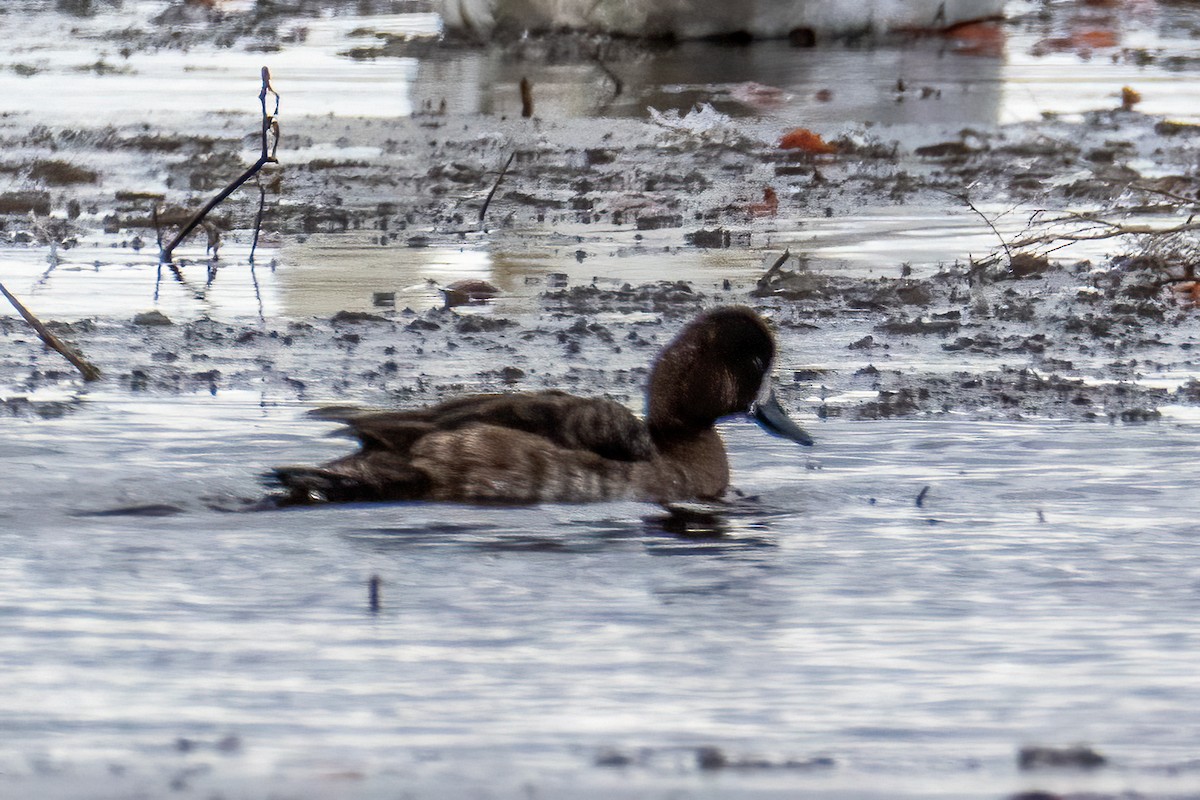 צולל ימי - ML652678947