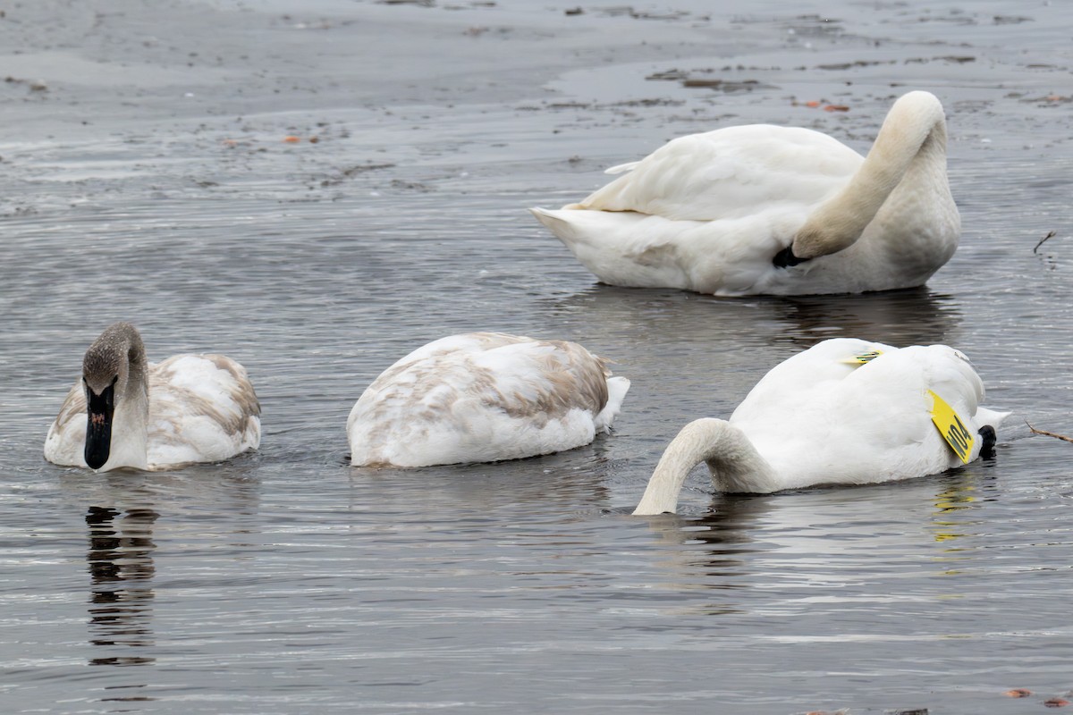 ברבור אמריקני - ML652678976