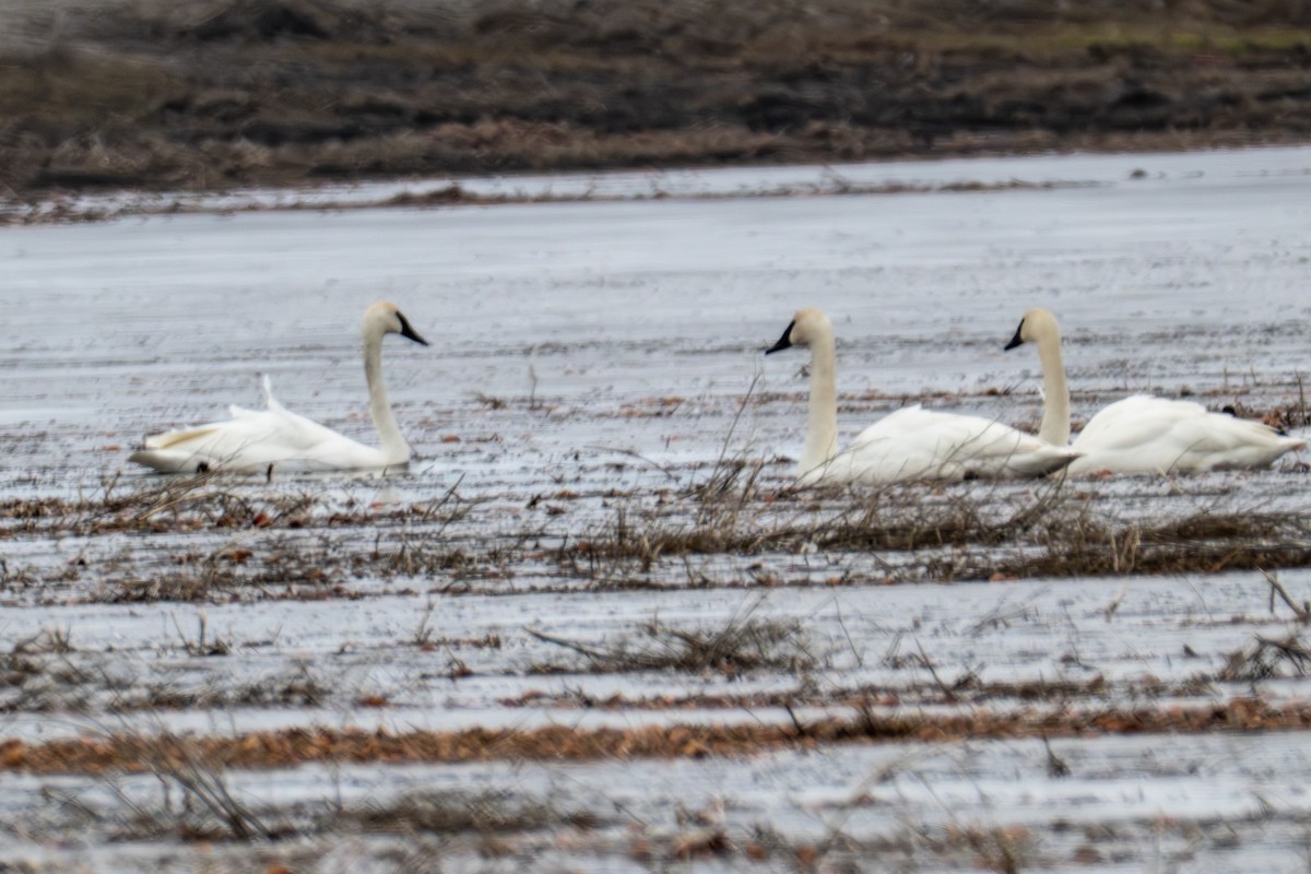ברבור אמריקני - ML652678977