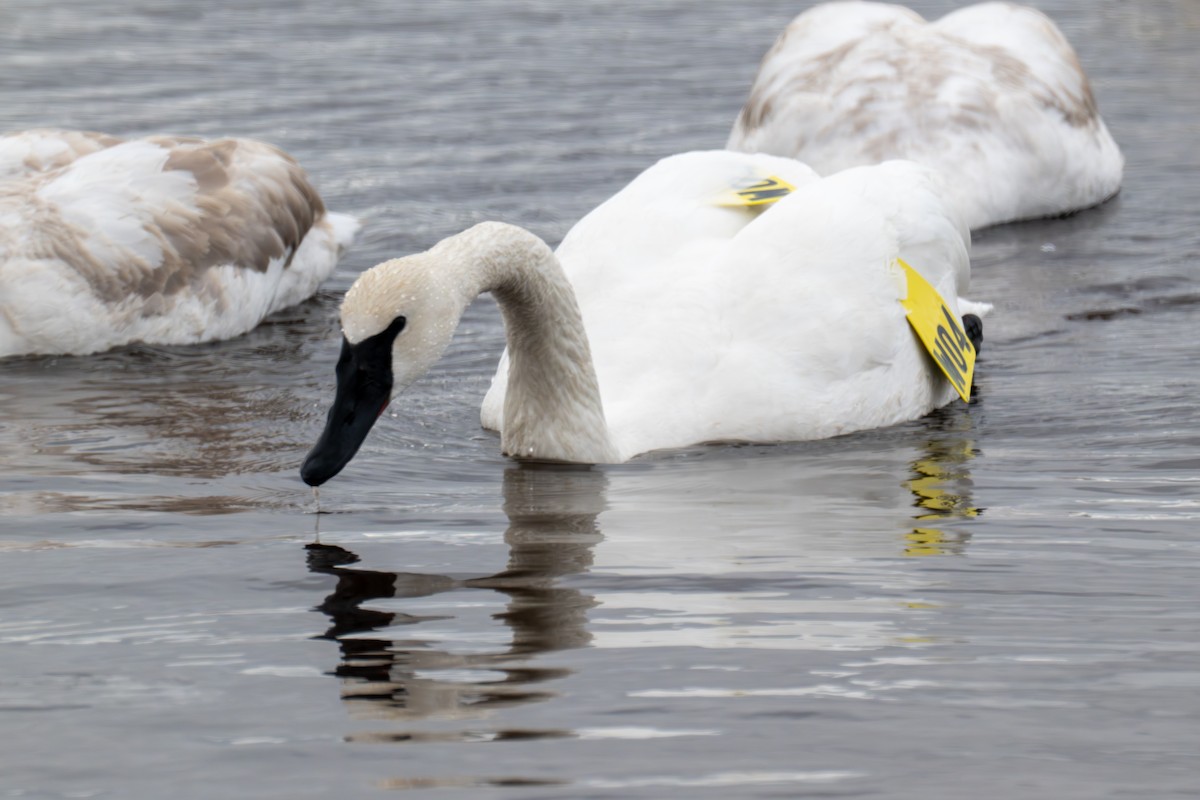 ברבור אמריקני - ML652678978