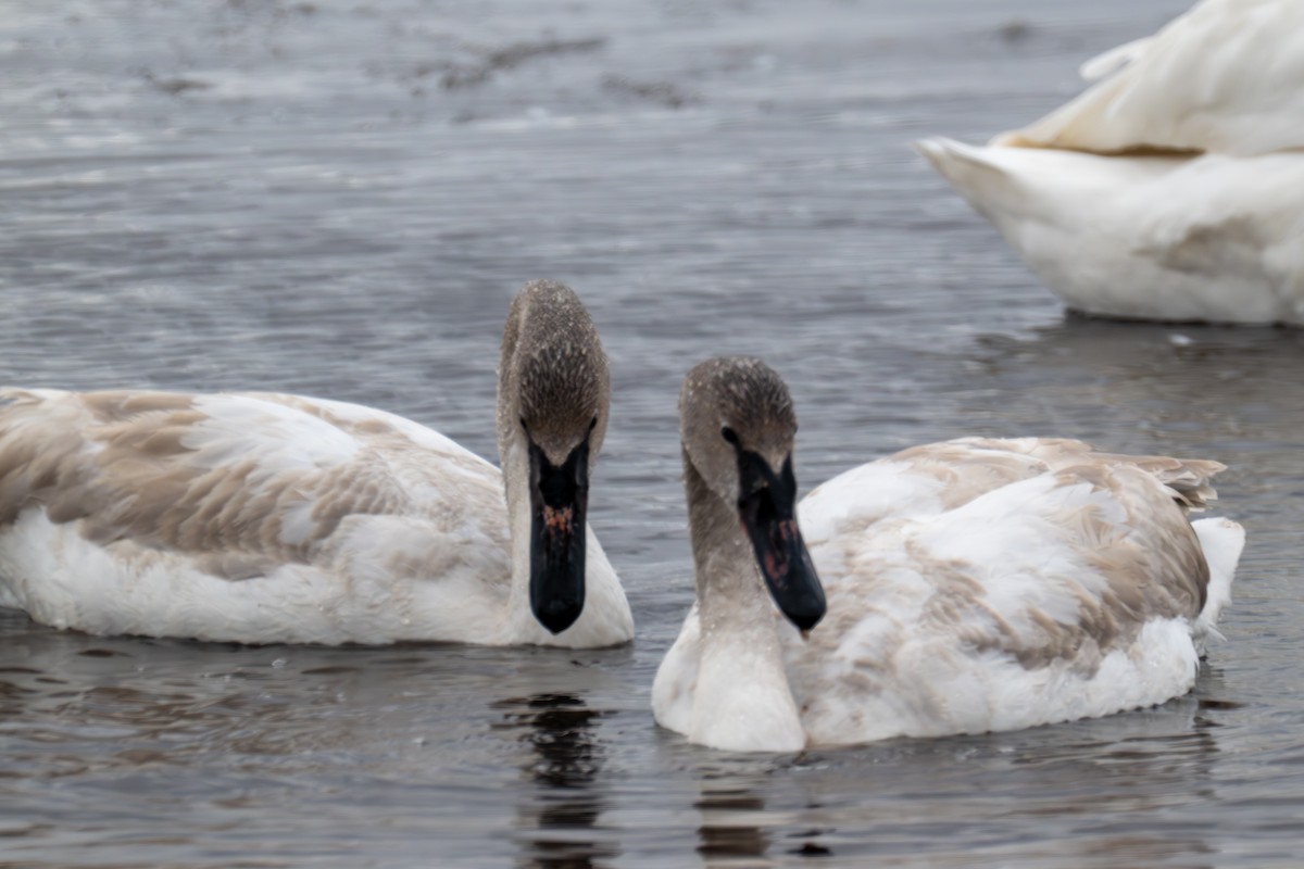 ברבור אמריקני - ML652678979