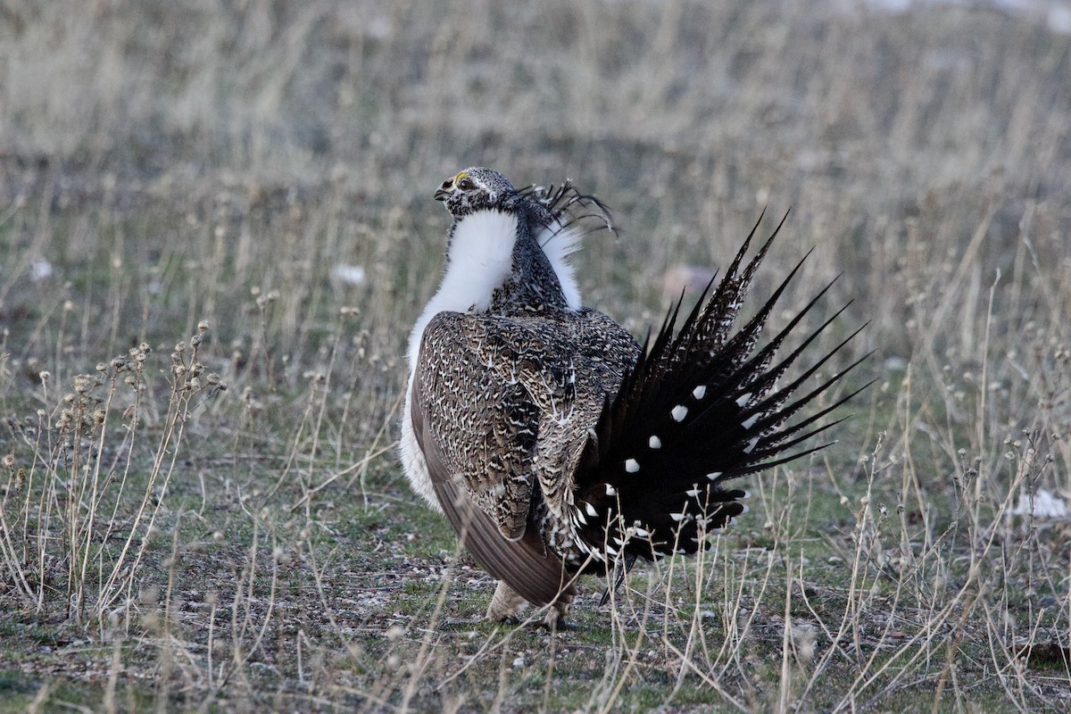Greater Sage-Grouse - ML652679124