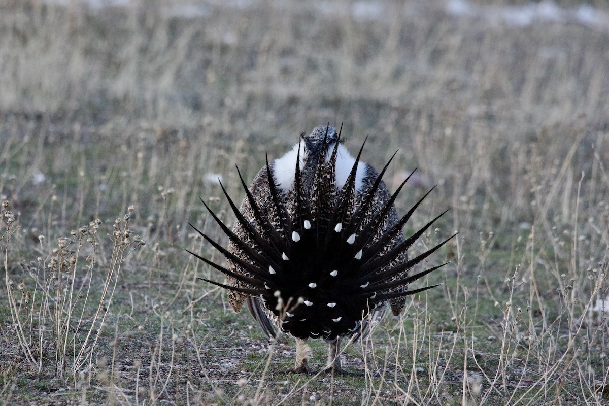 Greater Sage-Grouse - ML652679129