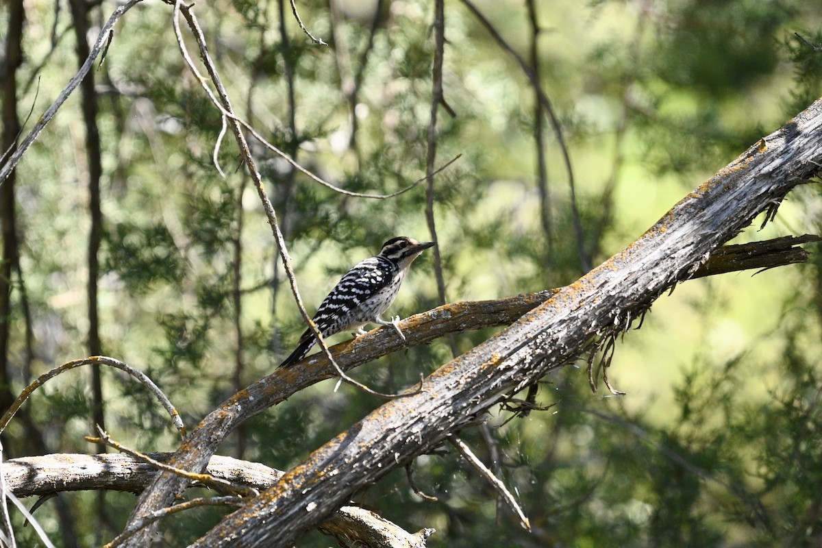 Ladder-backed Woodpecker - ML652679143