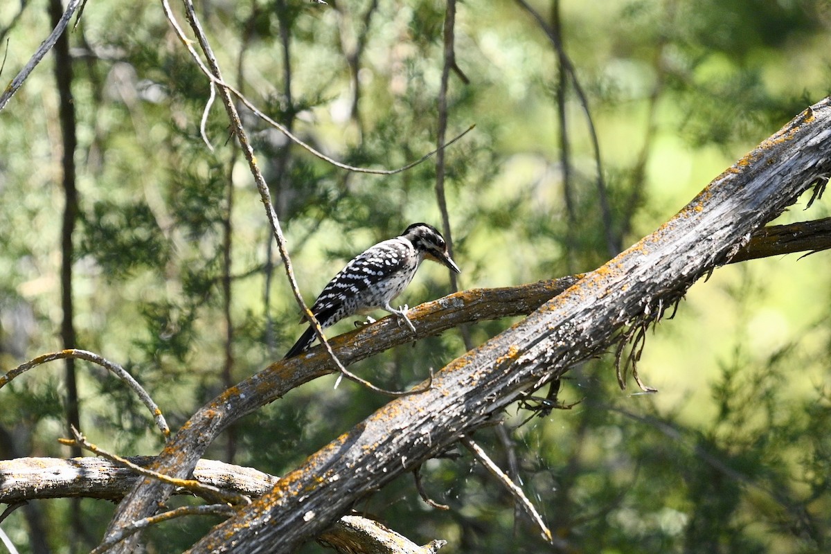 Ladder-backed Woodpecker - ML652679144