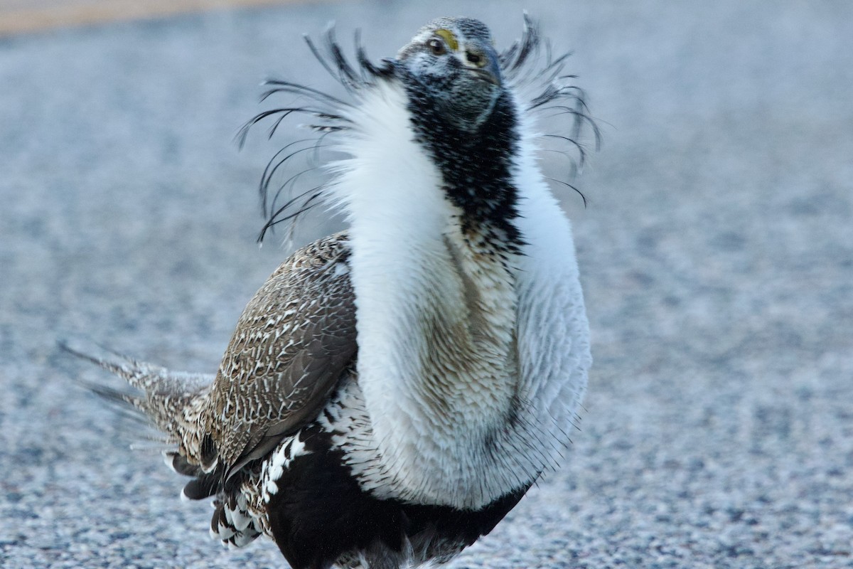 Greater Sage-Grouse - ML652679146