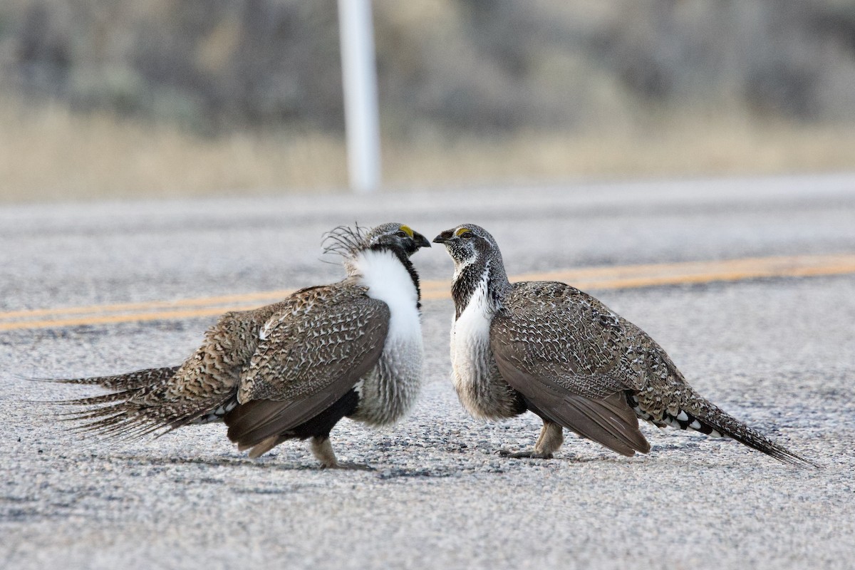 Greater Sage-Grouse - ML652679153