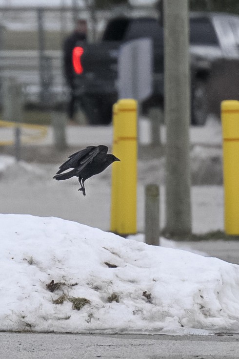 American Crow - ML652679159