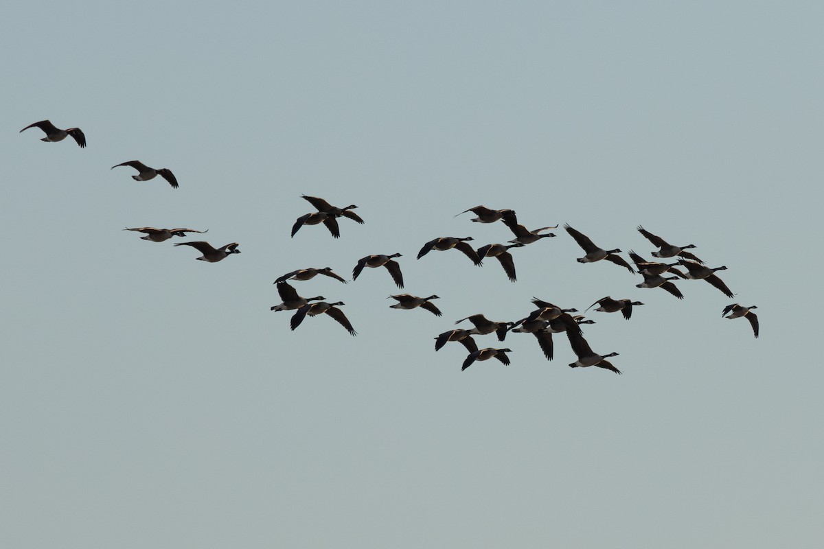 ברנטה גוצית - ML652679182