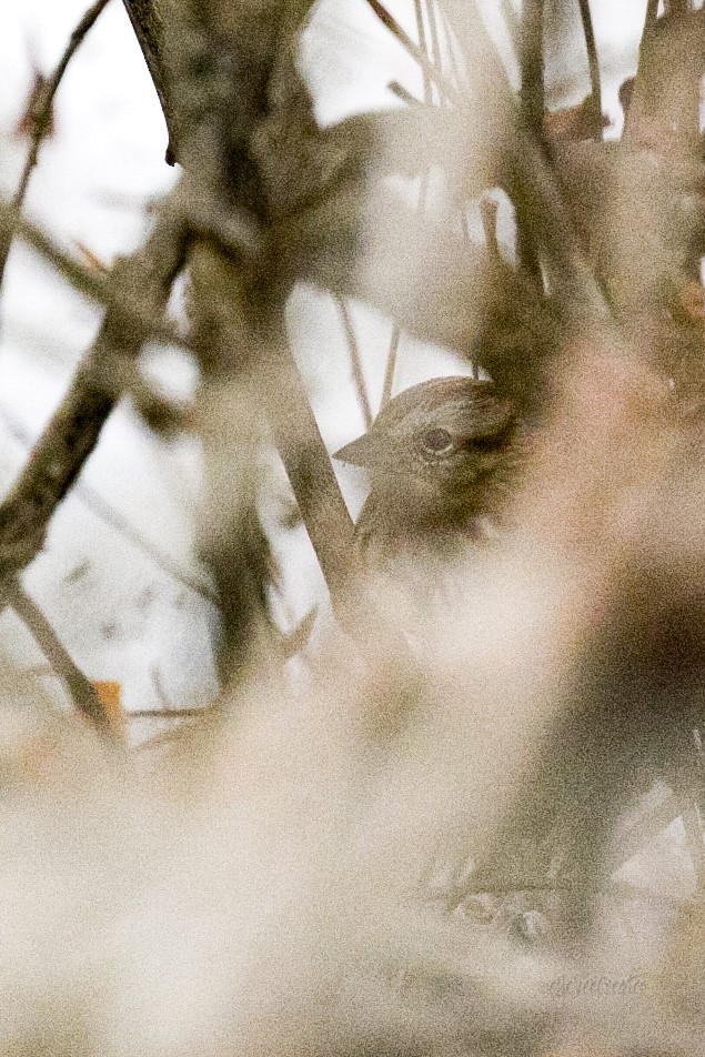 גיבתונית רוננת - ML652679186