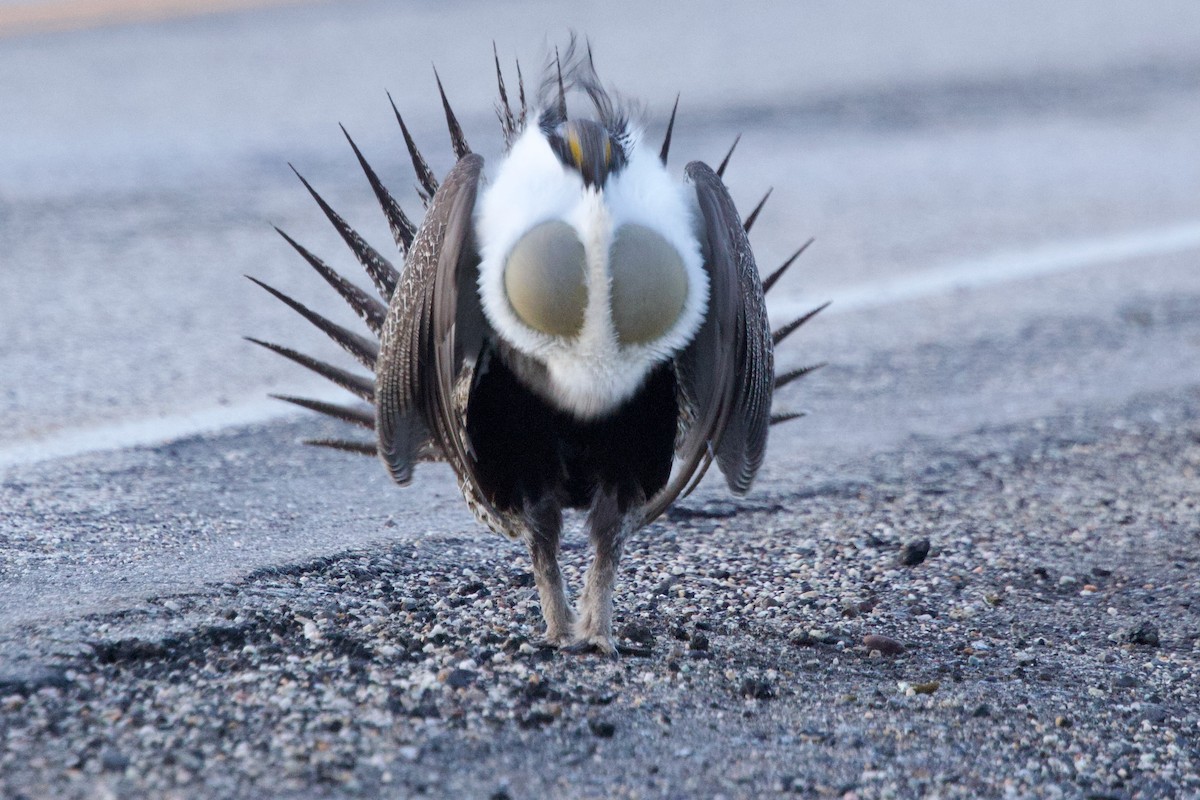 Greater Sage-Grouse - ML652679190