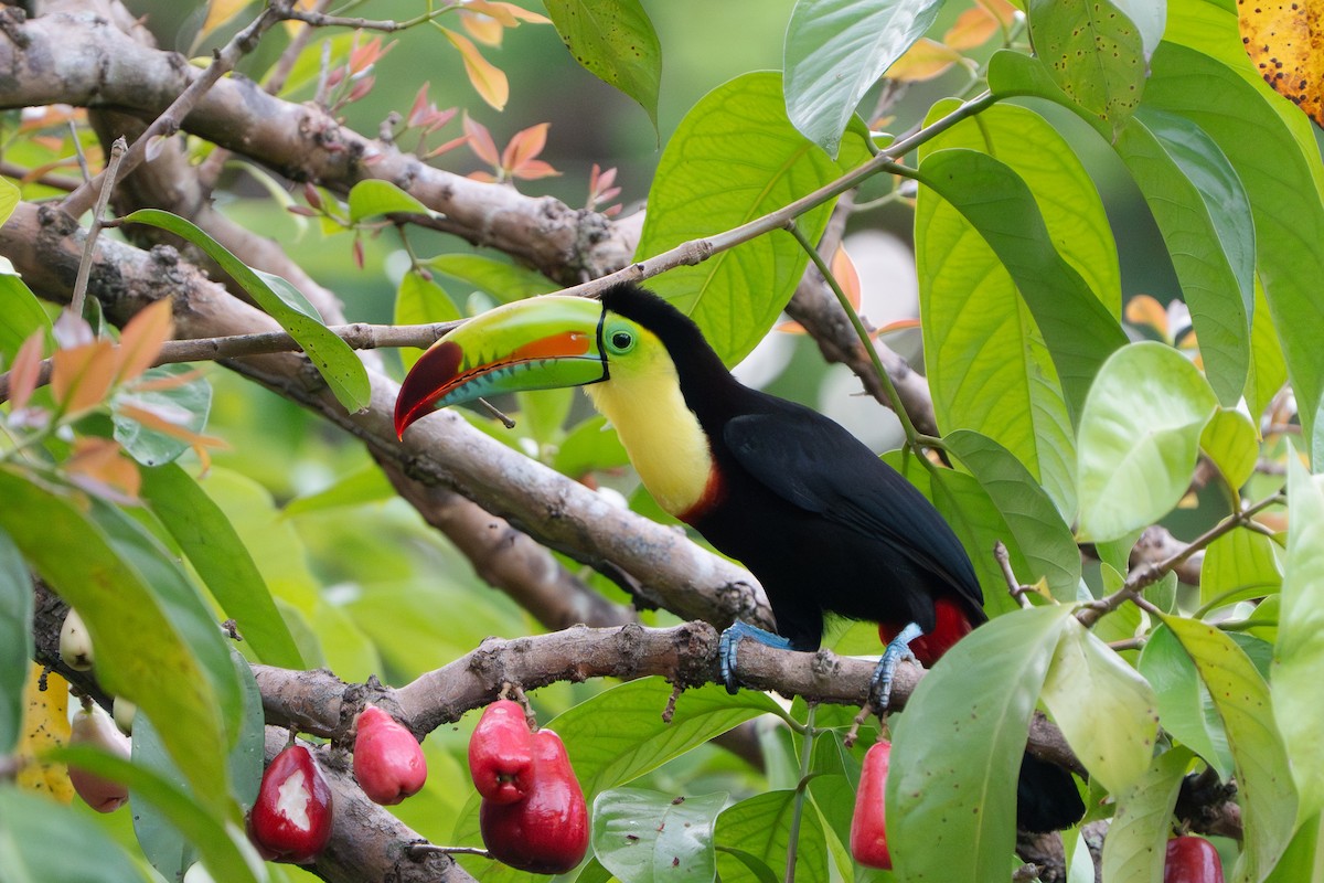 Keel-billed Toucan - ML652679401