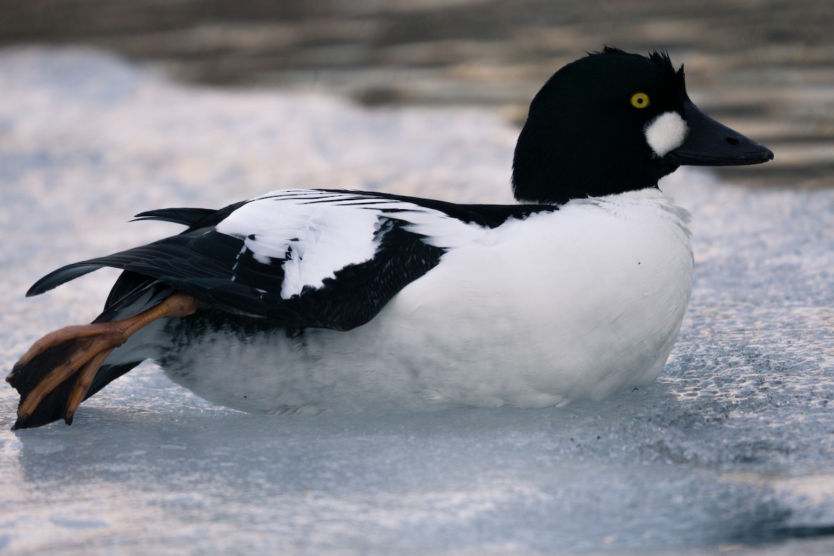 עבראש ירוק - ML652679439