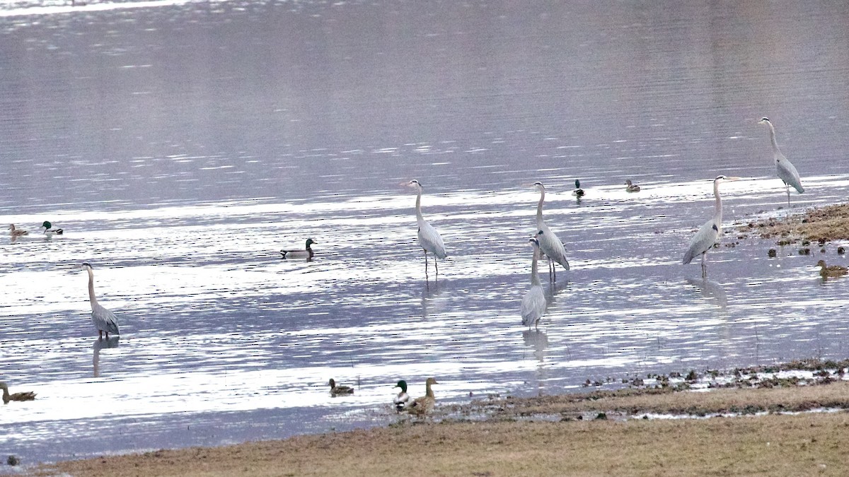 Great Blue Heron - ML652679568