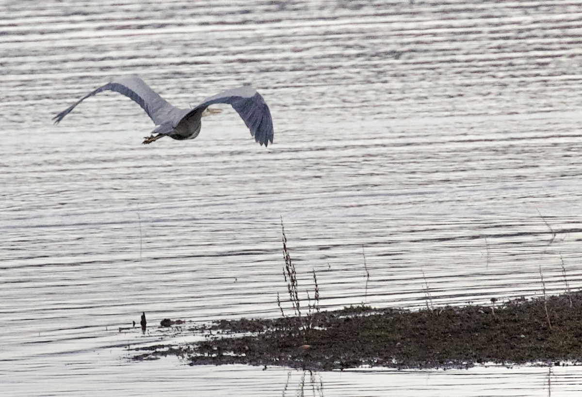 Great Blue Heron - ML652679595