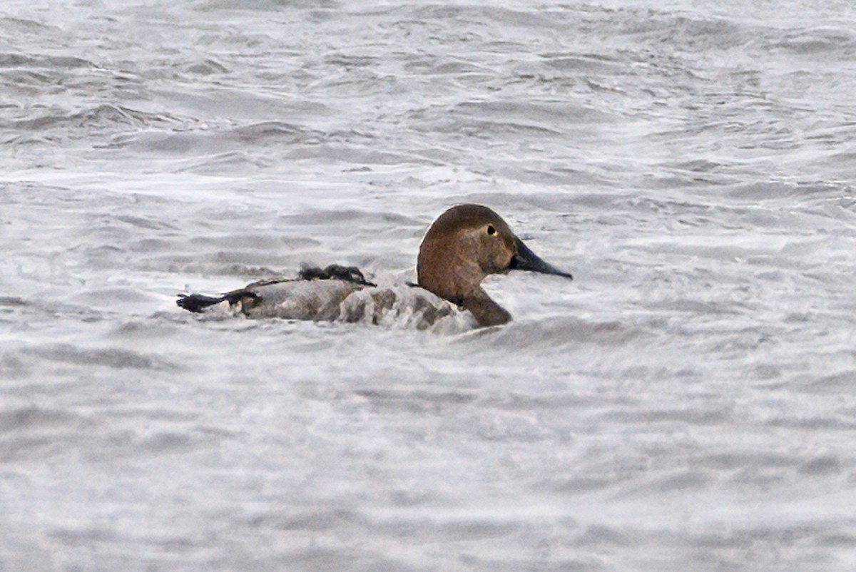 צולל ארוך-צוואר - ML652679618