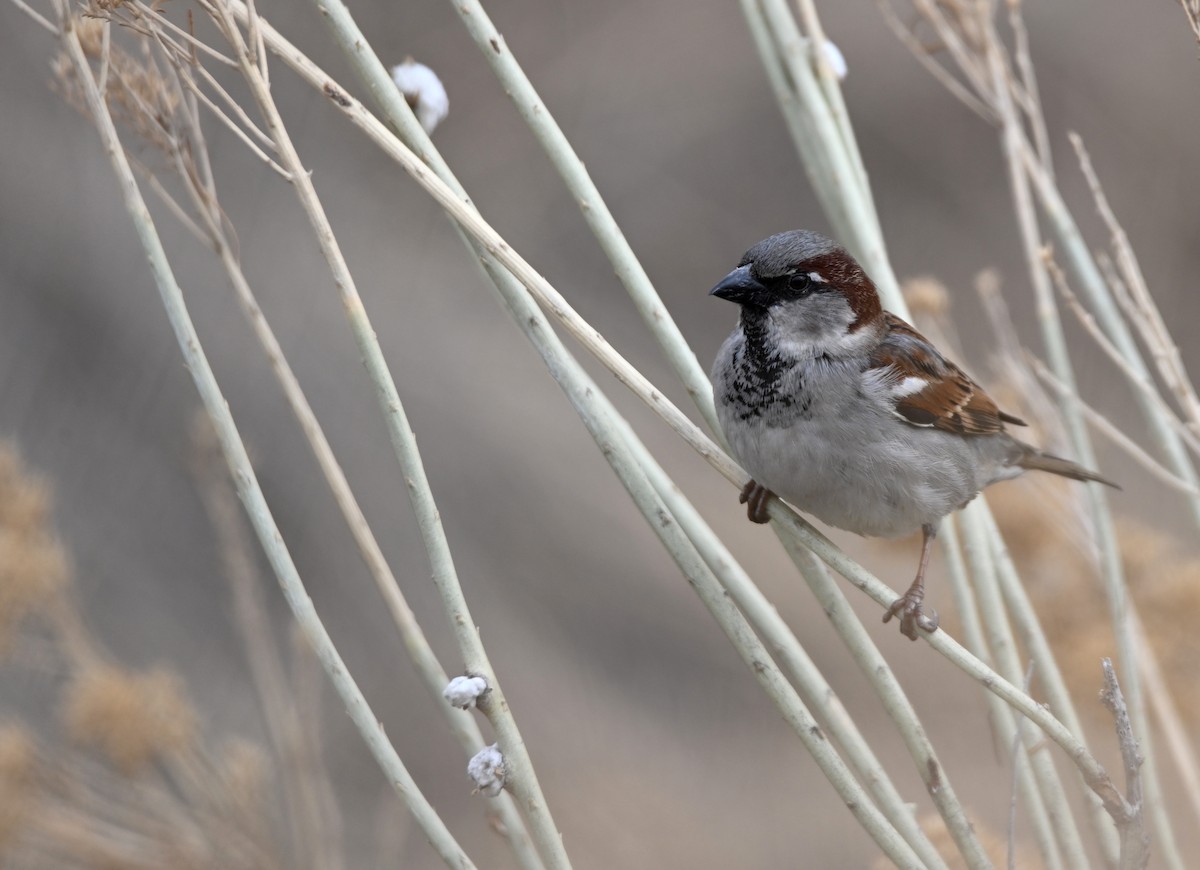 House Sparrow - ML652679691