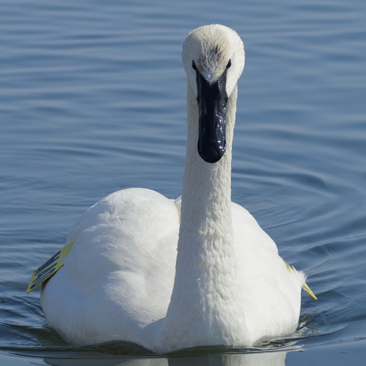 ברבור אמריקני - ML652679709