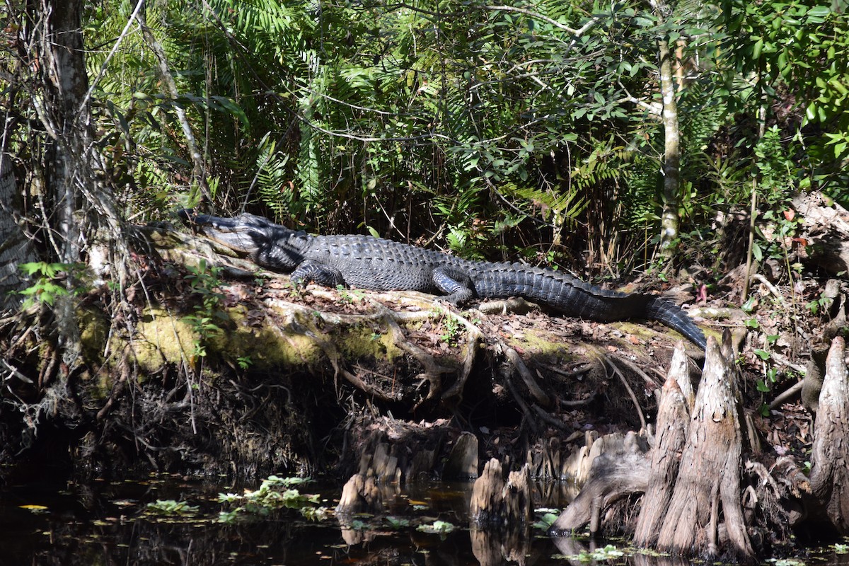 ミシシッピアリゲーター - ML652679712