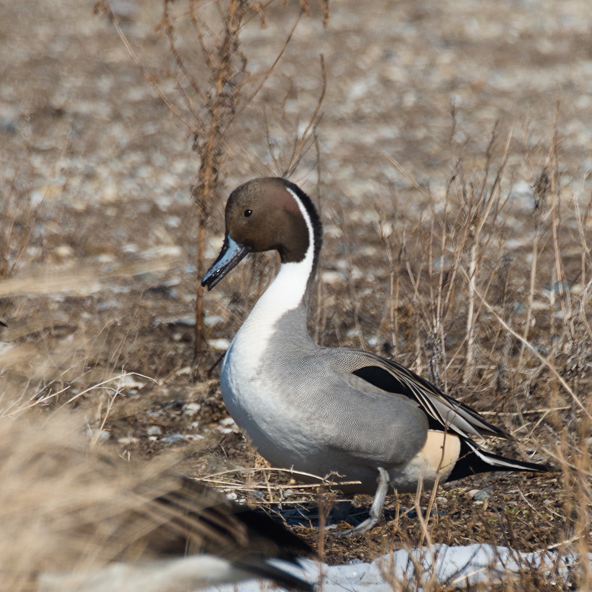 ברווז חד-זנב - ML652679725