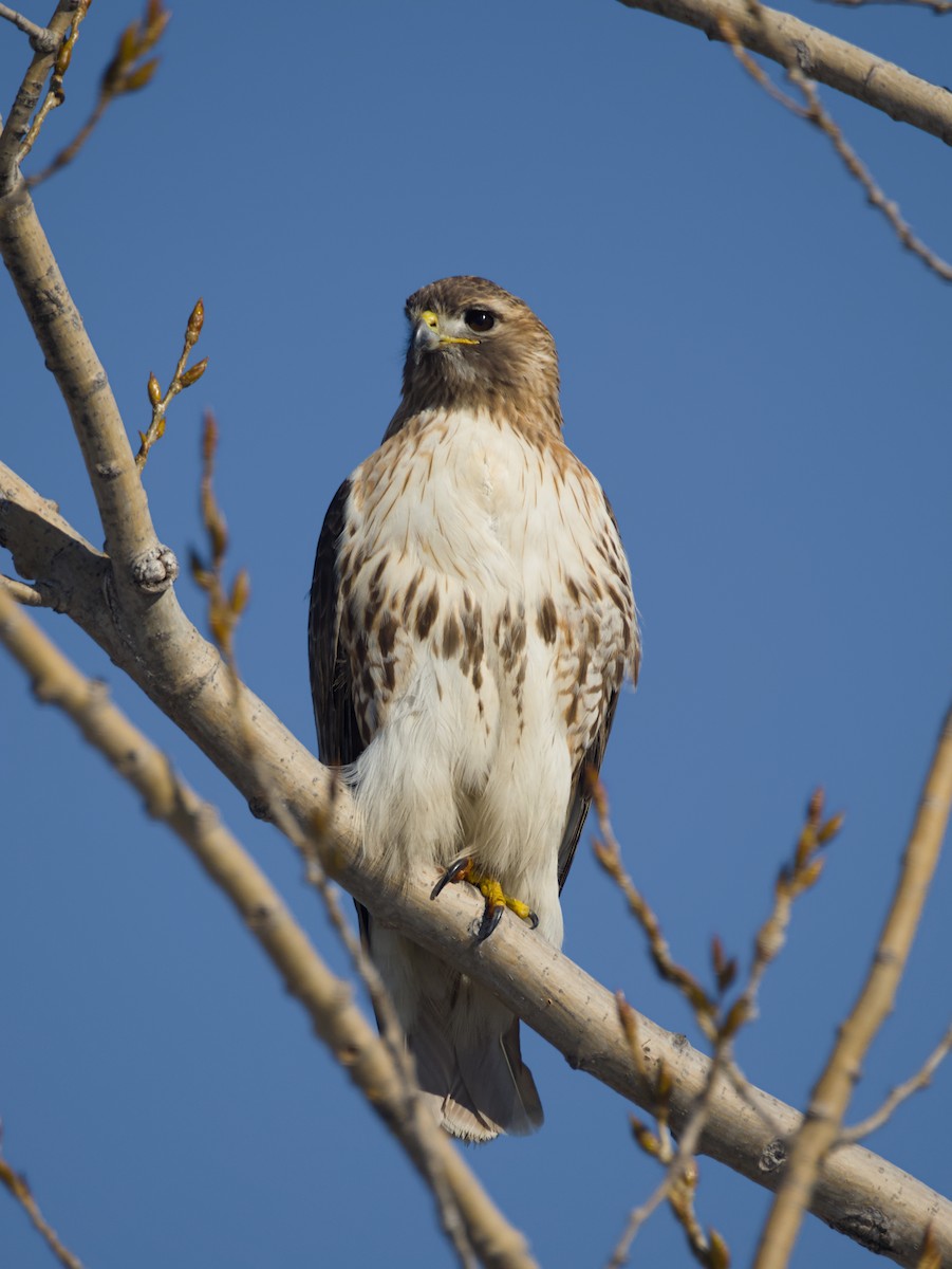 Red-tailed Hawk - ML652679748