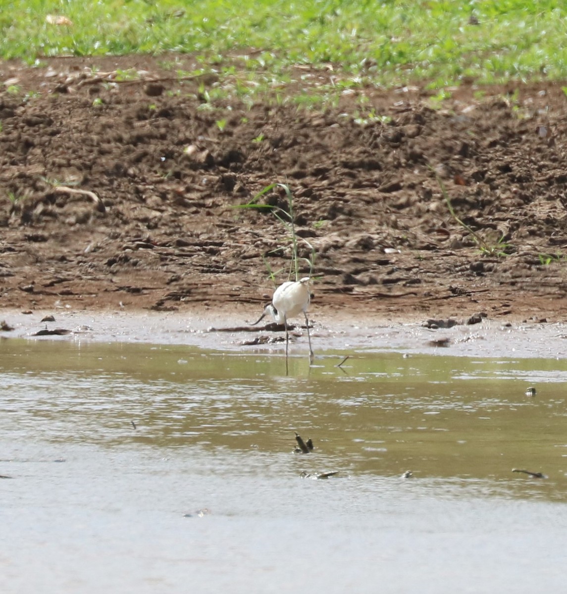 Шилоклювка - ML652679760