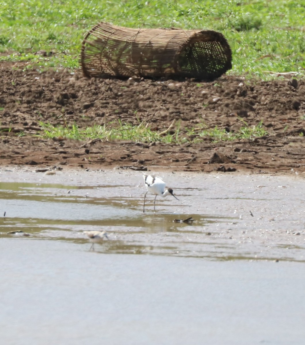 Шилоклювка - ML652679761