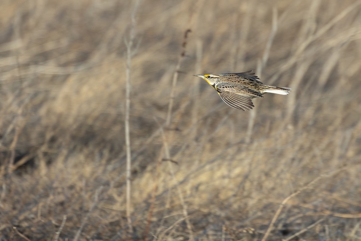 Eastern Meadowlark - ML652679784