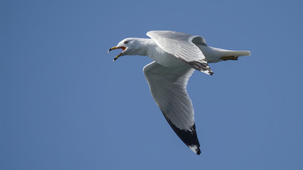 שחף עקוד-מקור - ML652679793