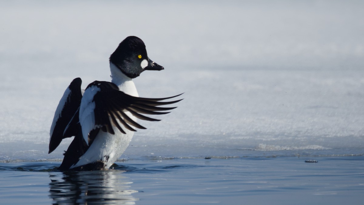 עבראש ירוק - ML652679809