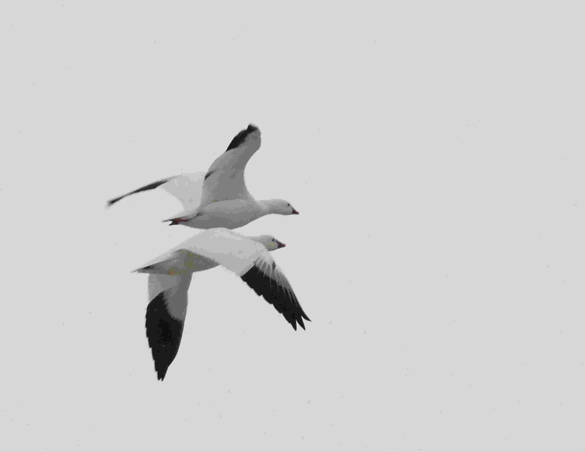 אווז שלג - ML652679910