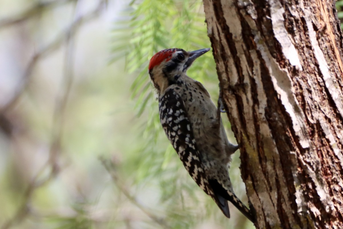 Ladder-backed Woodpecker - ML652679917